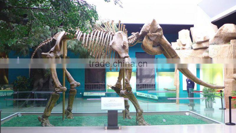 The Animal skeleton for sale