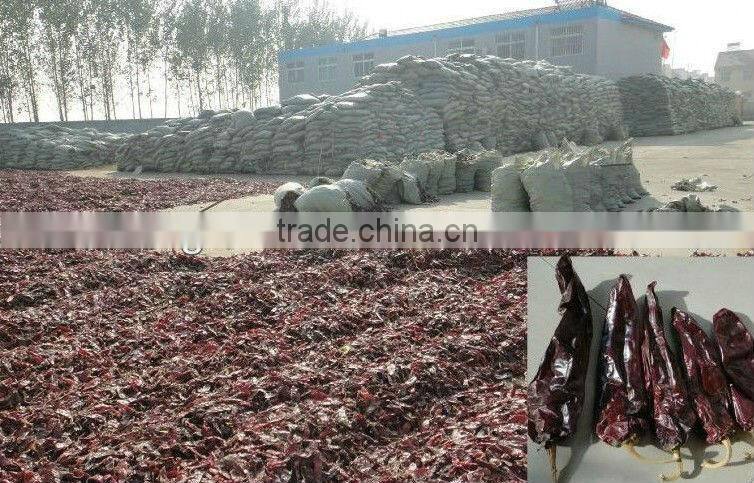 Red chilli, Red Bullet (Zidantou chilli) , small chilli