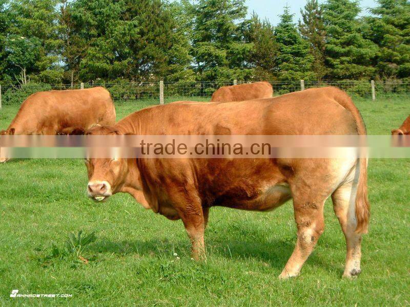 CE & FDA approved palm Veterinary Ultrasound Scanner on sale