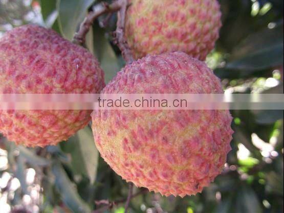 Chinese Fresh Lichee with competitive price