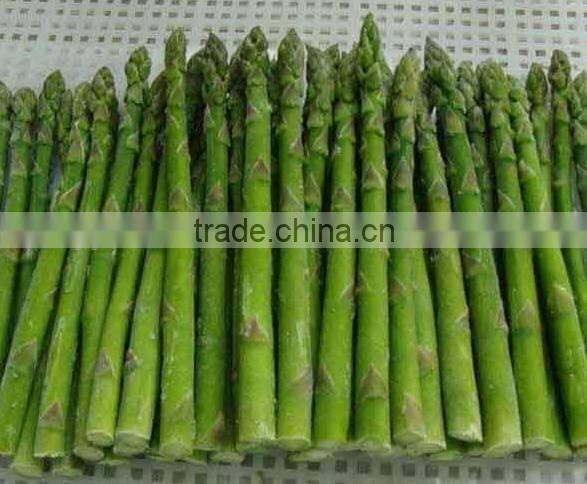 IQF Fresh Green Asparagus from China