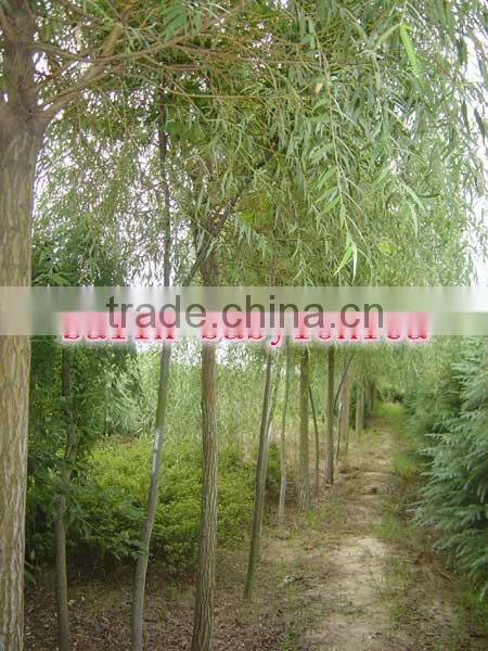Outdoor Landscaping tall Ornamental green decorative Plants