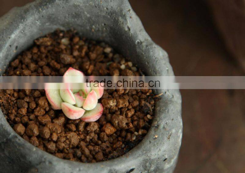 Echeveria pulidonis of succulent plants