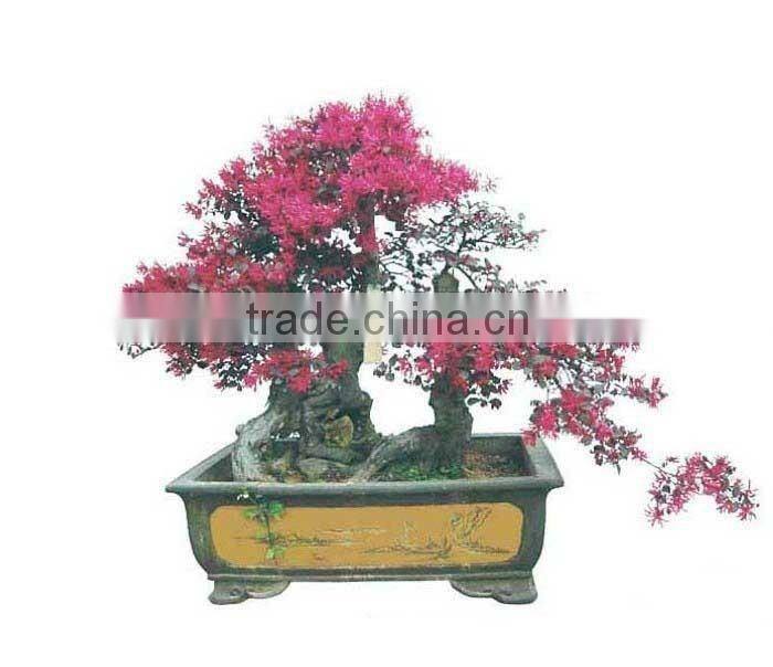red flower Loropetalum chinense for ornamental outdoor landscaping beautiful bonsai plants