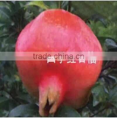 Easy survival pomegranate seedling