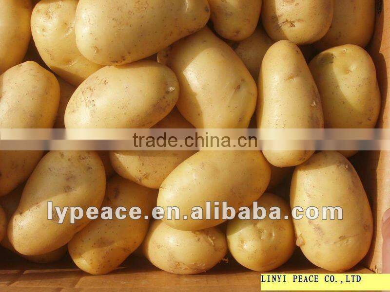 5x5mm aloe vera cubes