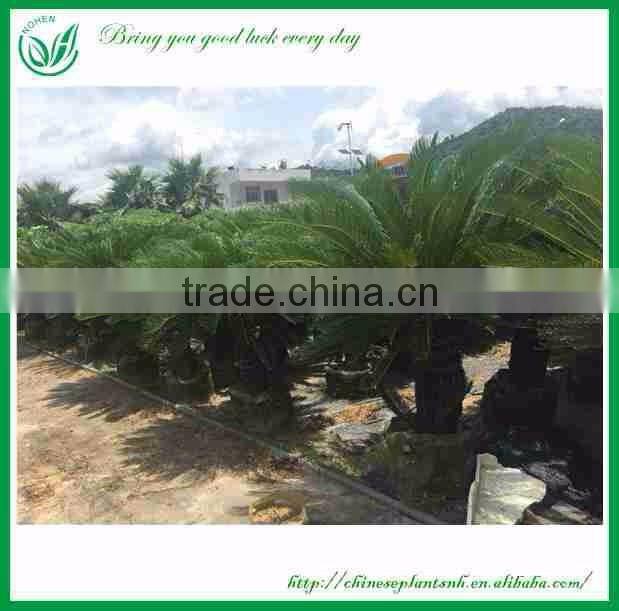 Cycas Revoluta With Cocopeat