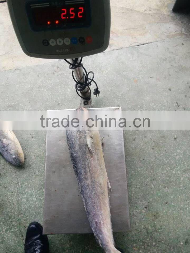 ready stock sea frozen mahi mahi whole round 2kgs + ,big size