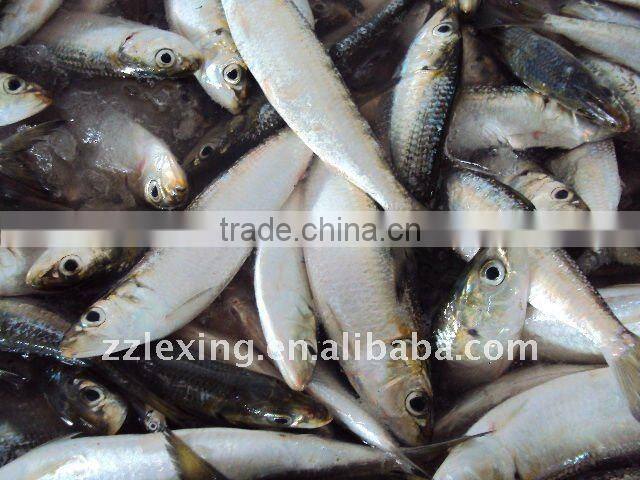 frozen whole round sardine for bait