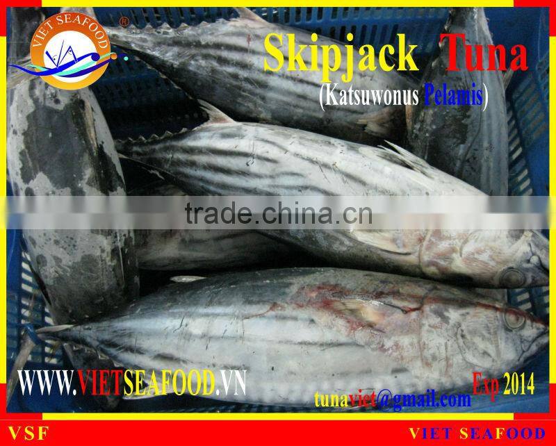 FROZEN SKIPJACK TUNA WHOLE ROUND
