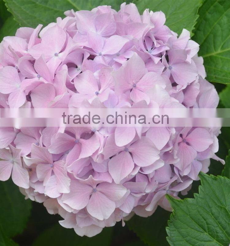 Factory hotsell hydrangea bundle