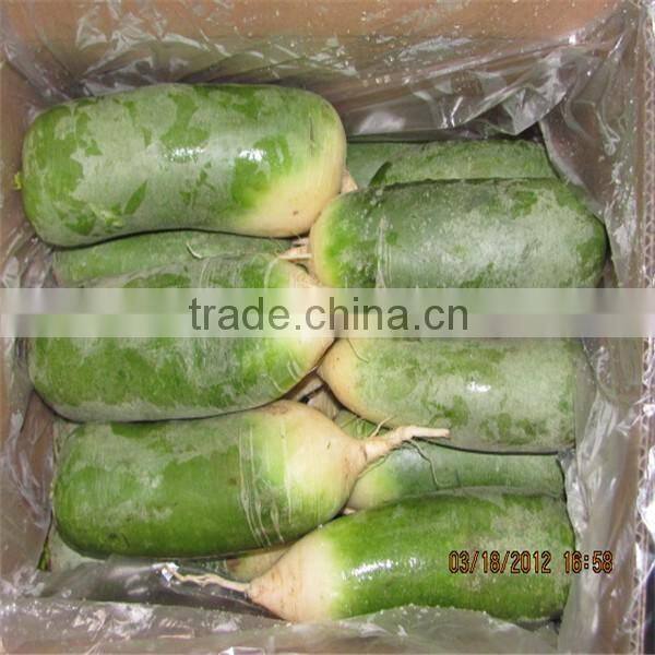Fresh radish to Canada from Chinese factory
