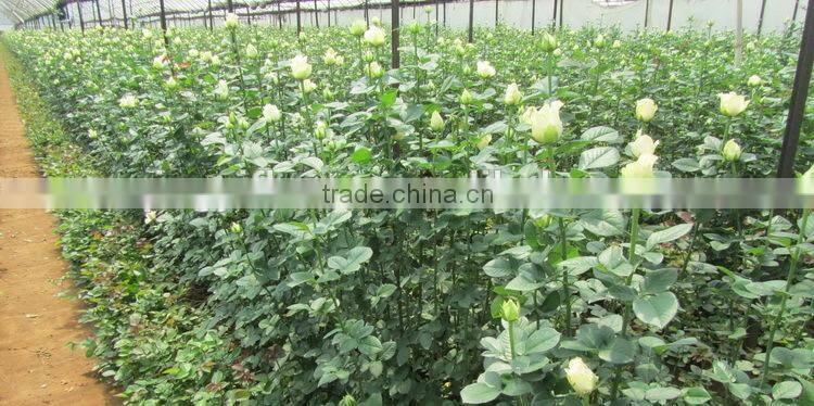 Various top sell chrysanthemum flower from china