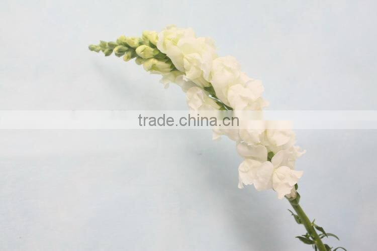Reasonable price hot-sale high germination snapdragon seeds