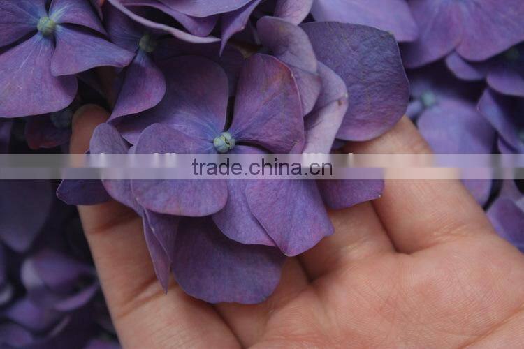Most popular hotsell hydrangea flowers