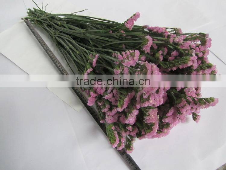 Fresh factory direct fresh cut myosotis flower