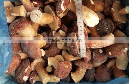 Frozen style boletus edulis whole A grade