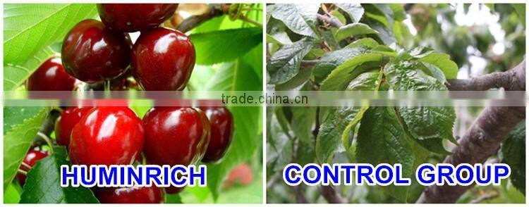 FAQ 9--What Should Pay Attention To Cultivation Of Cherries?