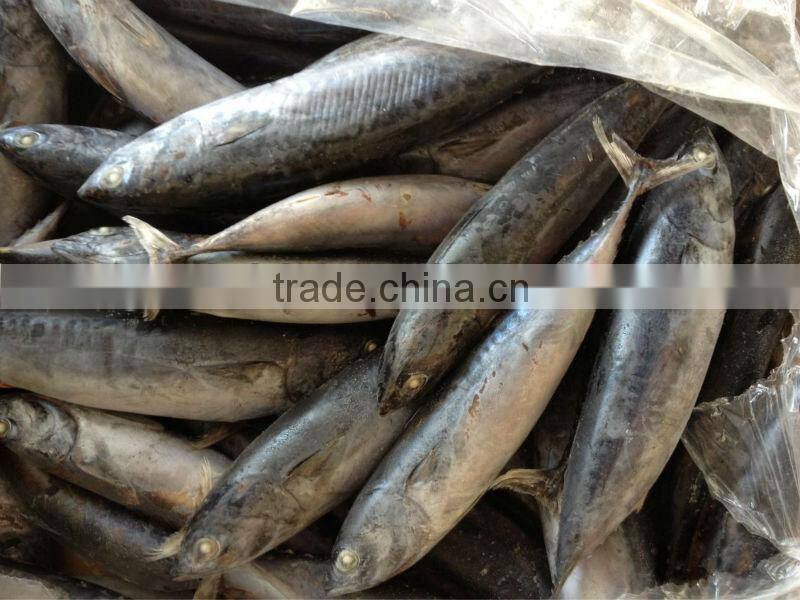 2016 frozen bonito 6-8pcs/kg for canned/market