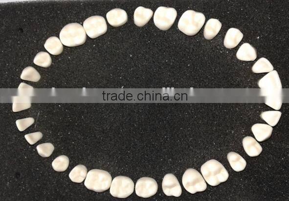 Frasaco Replacement 32 Teeth Model