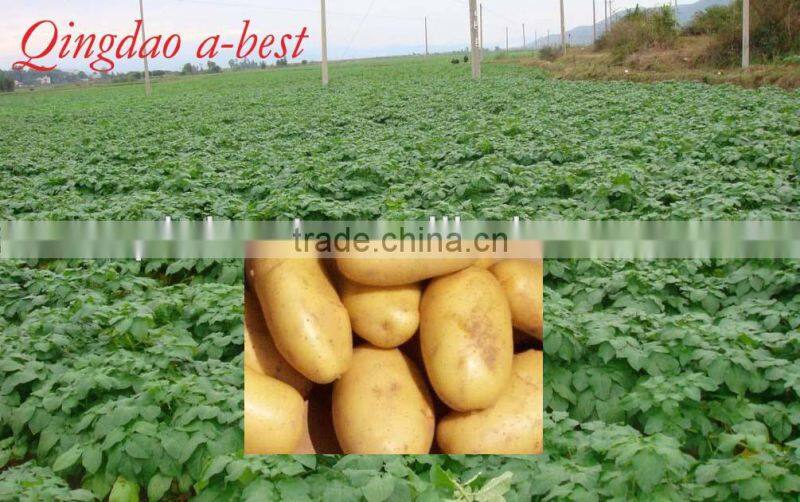 Fresh Holland potato