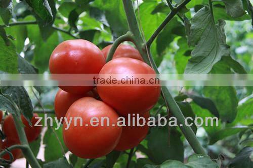 Zhongyan Hong No.2 tomato seed high yield