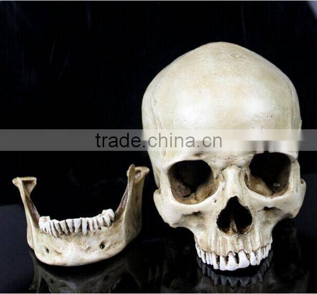 Human Resin Skull Model for Halloween