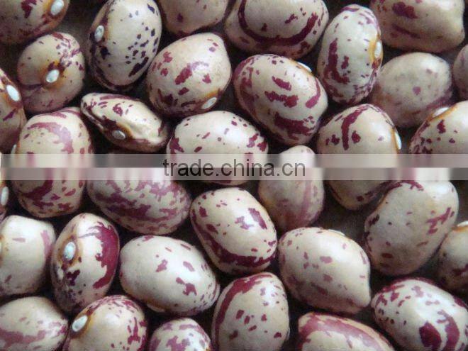 NEW CROP LIGHT SPECKLED KIDNEY BEANS