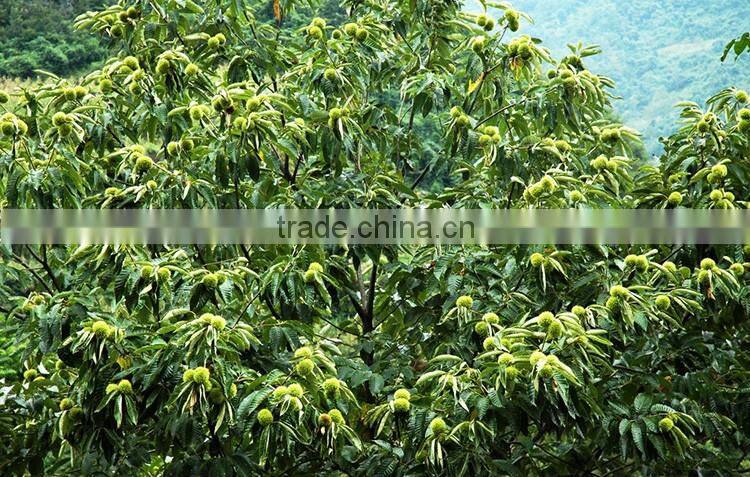 2016 raw fresh chestnuts sales Opening booking bulk chestnuts