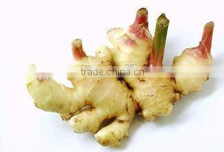 New crop pickled ginger with competitive export price