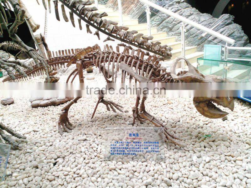 The dinosaur skeleton in the museum