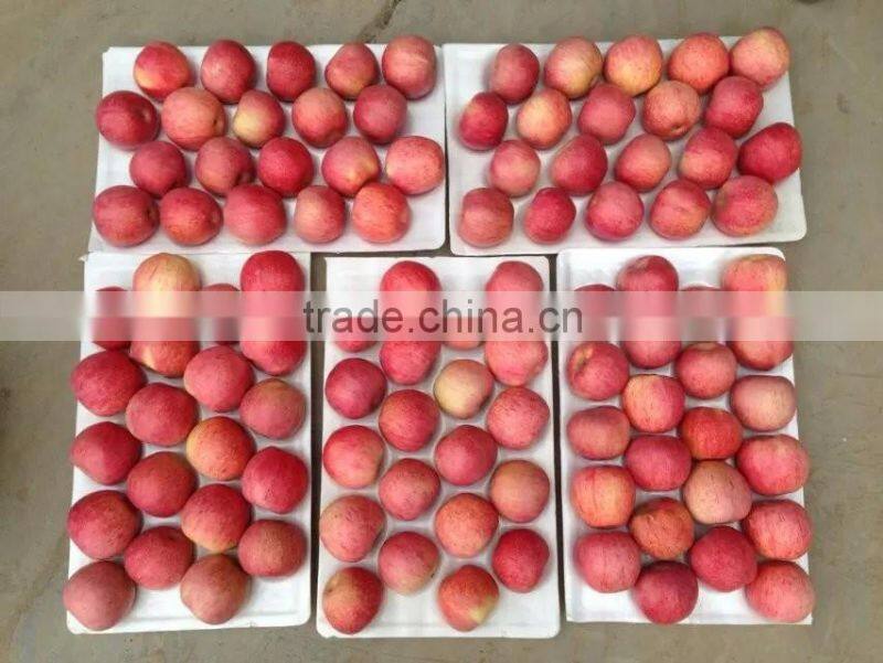 Yantai Fresh fuji apple best price exporter in china