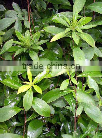 senna leaf p.e, Cassia angustifolia, Cassia senna, Sennosides 3% 4% 6% 8% 12% by HPLC