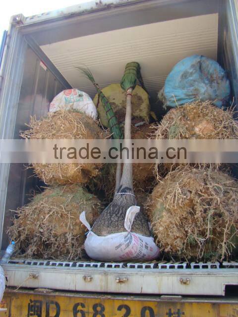 Beaucarnea recurvata Lem Nolina recurvata of outdoor landscape ornamental decorative trees plants
