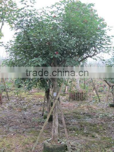 Erythrina crista-galli