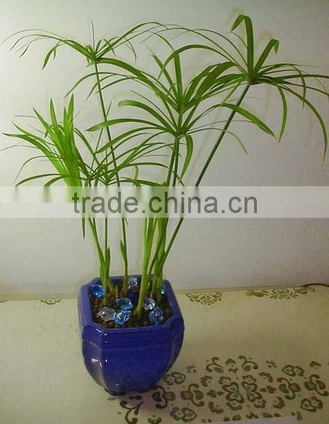 fishscale bamboo bonsai