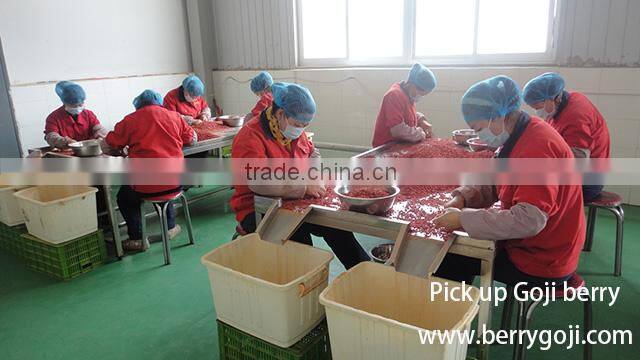Farm Supply Goji berries Ningxia origin