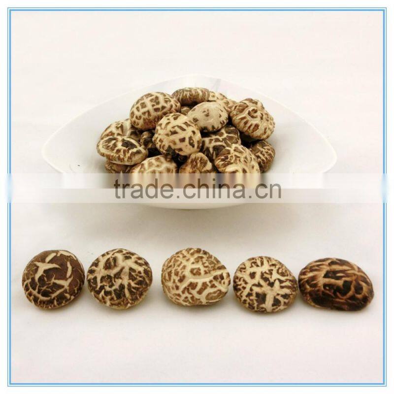 Winter Mushroom, Donko Shiitake Mushroom Spawn