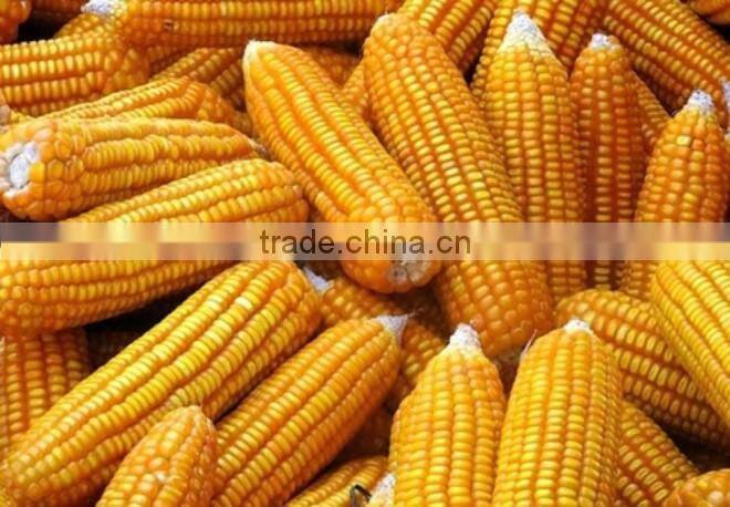 Frozen corn in bulk for feeding animals