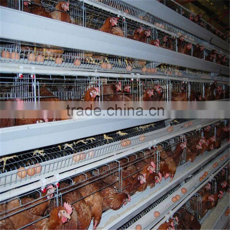 Alibaba express used poultry equipment for sale