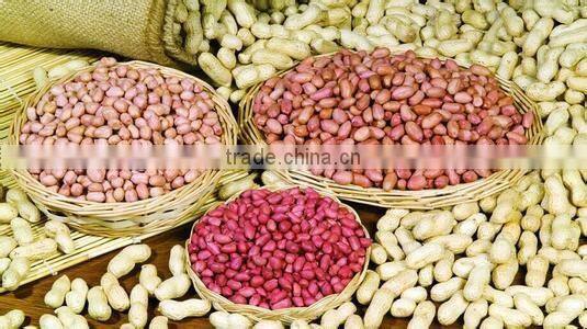 Peanut kernal precise selection line