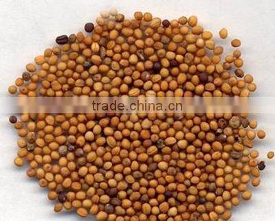 Mustard seeds Multiple layer continuous type mesh belt dryer