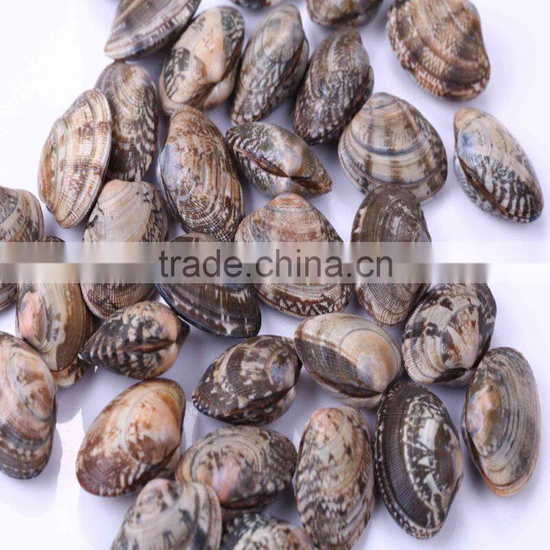 CLAM WITHOUT SAND IMPURTIES SHELL FOR SALE IN VACCUM