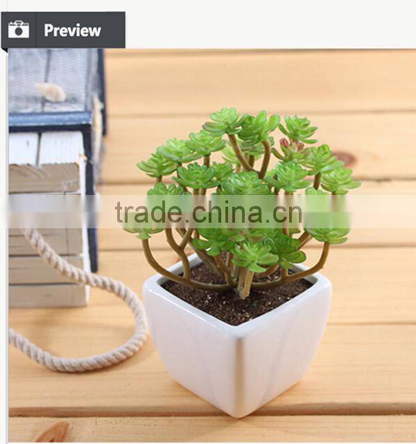 Wholesale alibaba china succulent plants with pots