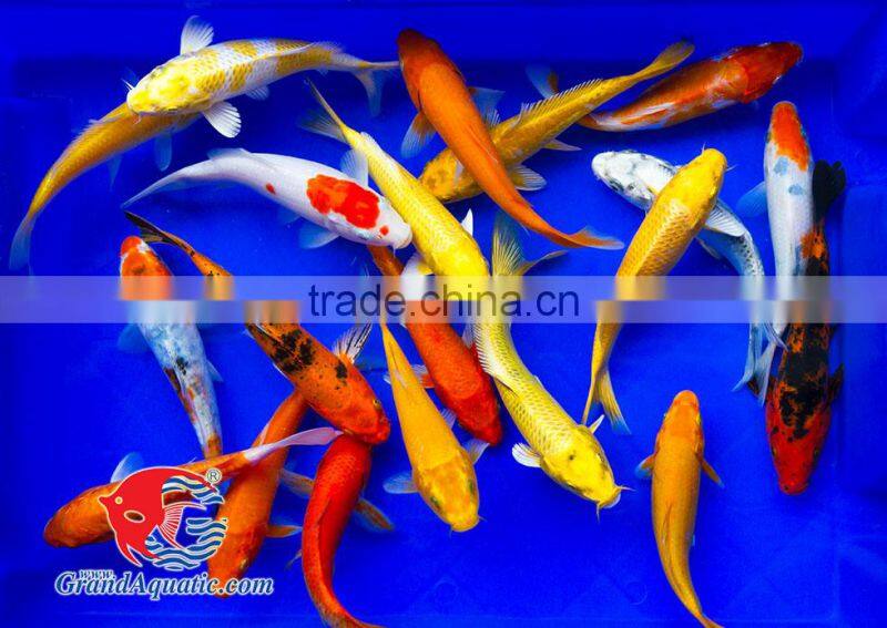 Koi fish bleeding farm and export from Thailand