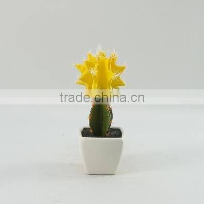 Best selling factory direct price tropical plants mini potted cactus