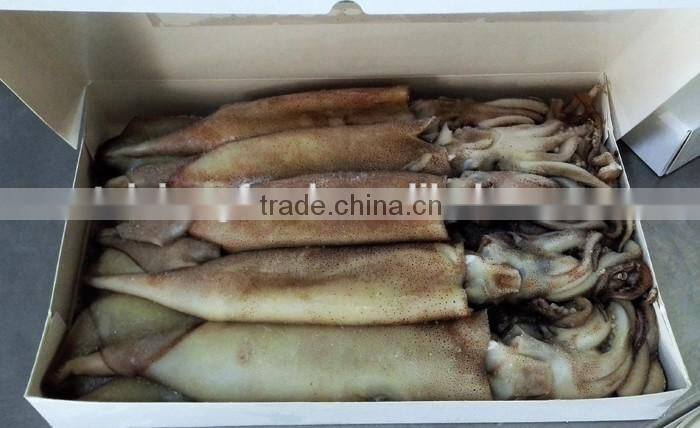 Frozen Squid illex whole round