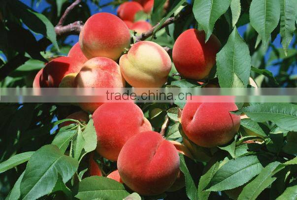 Canned fresh fruits plastic cup