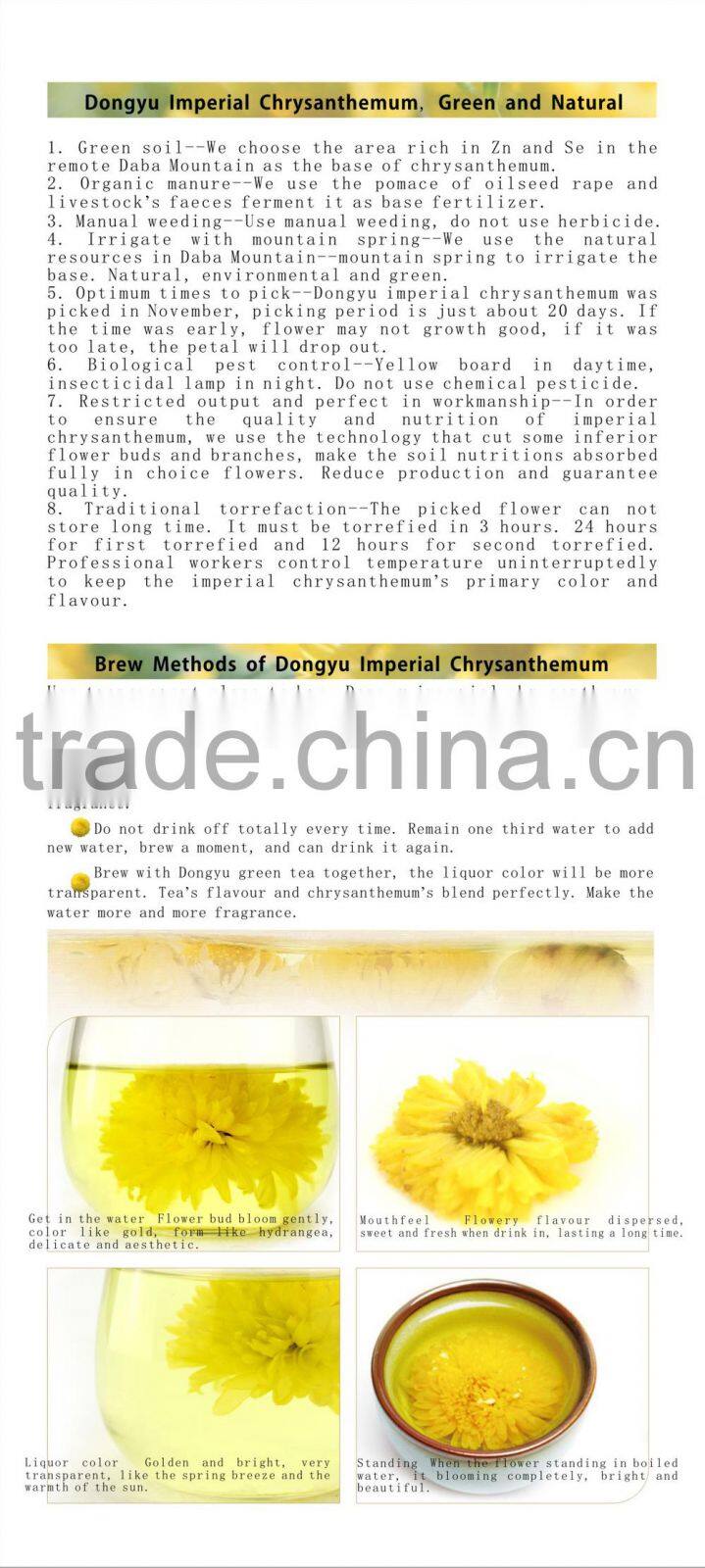 ancient Chinese tea chrysanthemum drink tcm medicine
