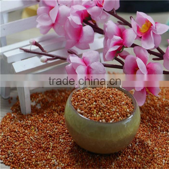 Red Millet In Husk With Good Price